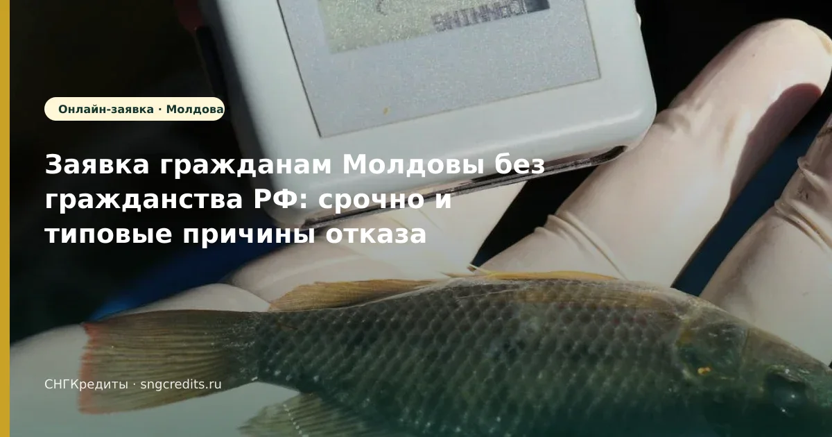 Ошибки: сценарий срочно без гражданства РФ для выходцев из Молдовы